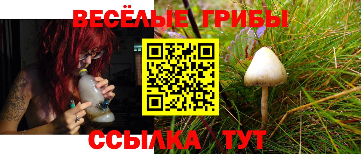 Псилоцибиновые грибы Psilocybine cubensis Новозыбков
