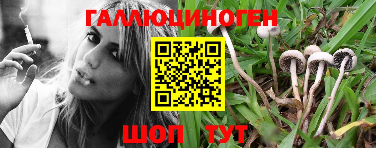 Новозыбков  закладка  Вход с VPN  Псилоцибиновые грибы Cubensis 
